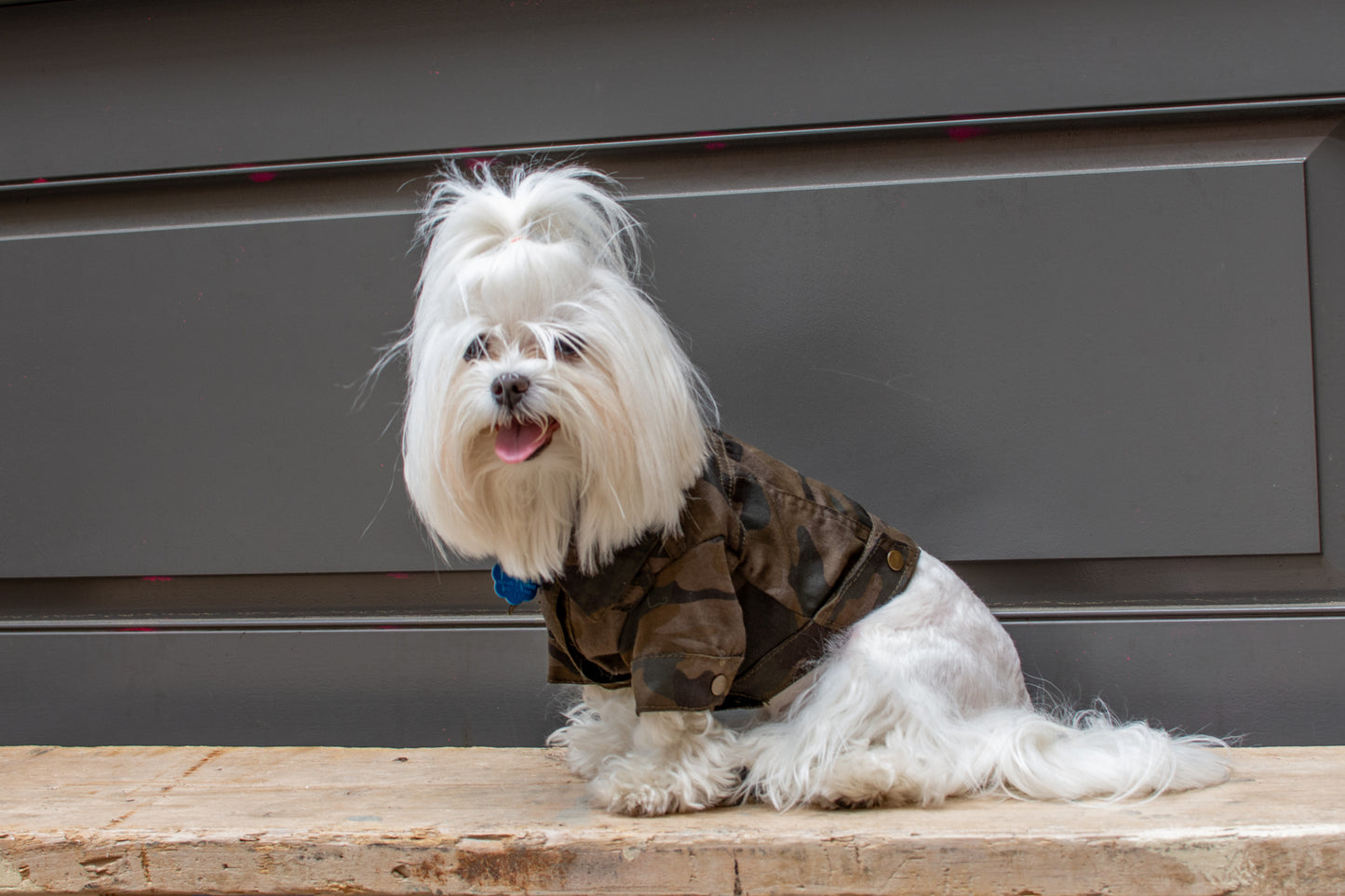 ReBlue Dog Military Jacket