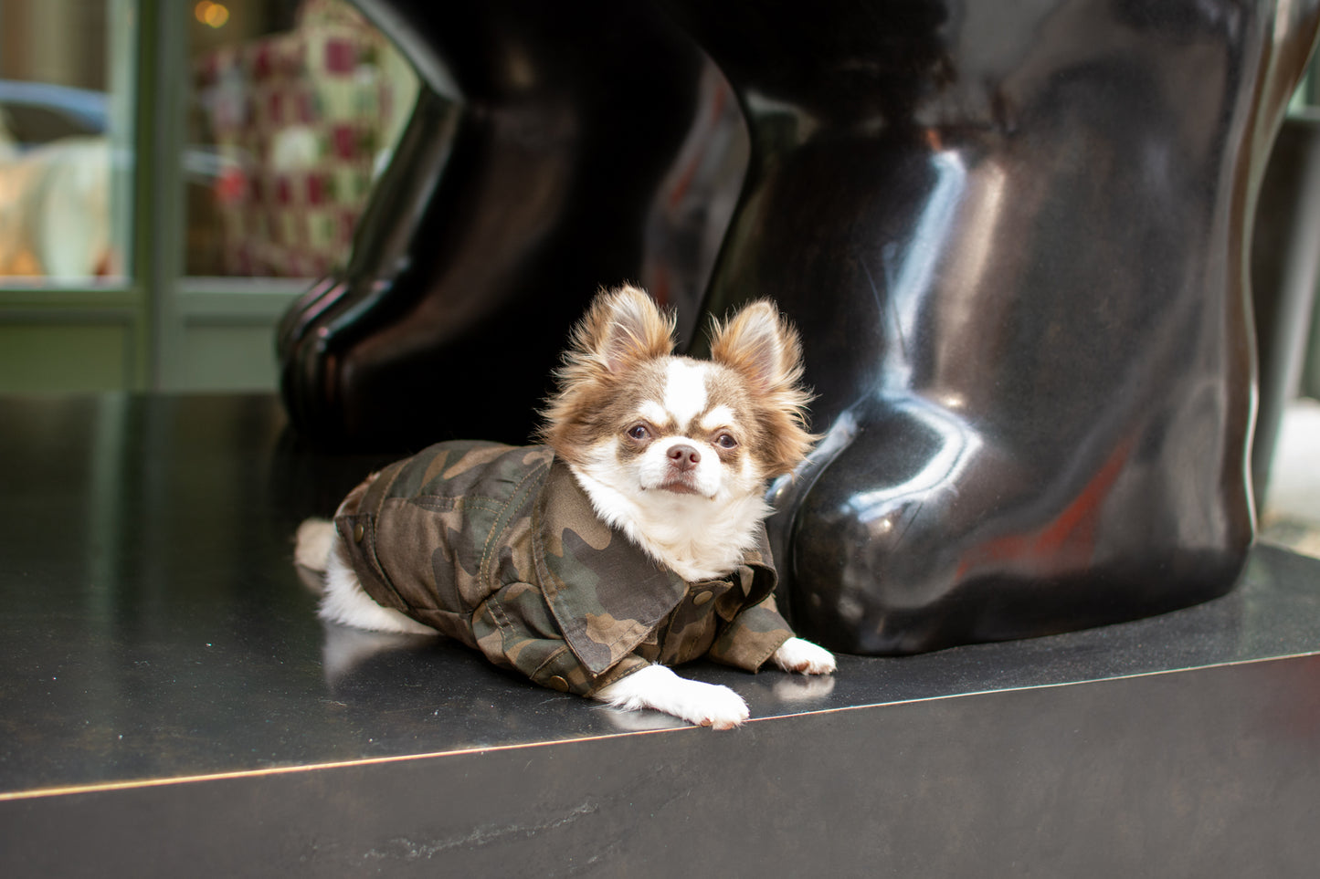 ReBlue Dog Military Jacket