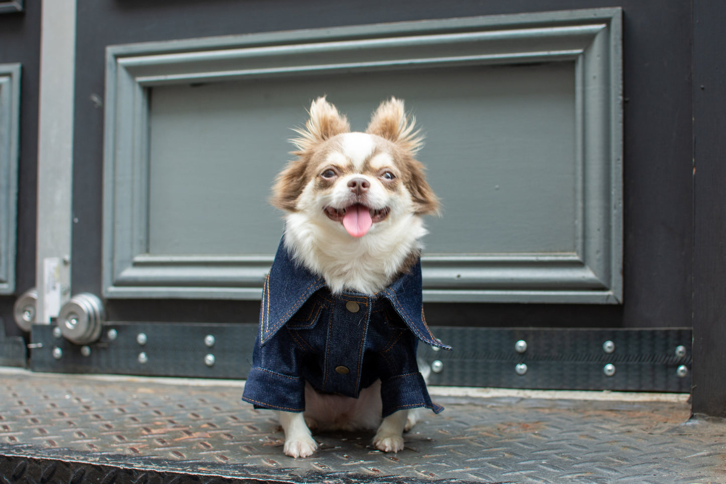 ReBlue Dog Denim Classic Jacket