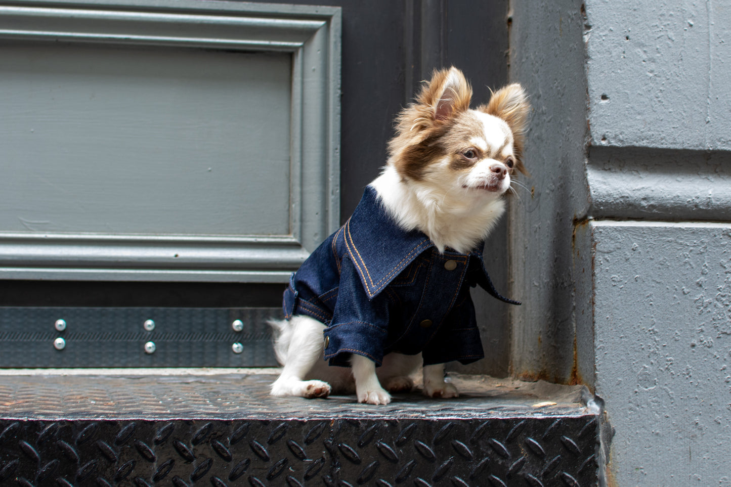 ReBlue Dog Denim Classic Jacket