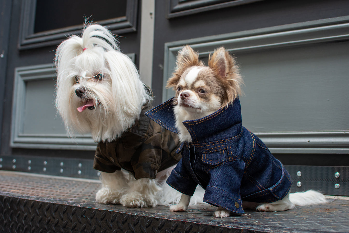 ReBlue Dog Denim Classic Jacket