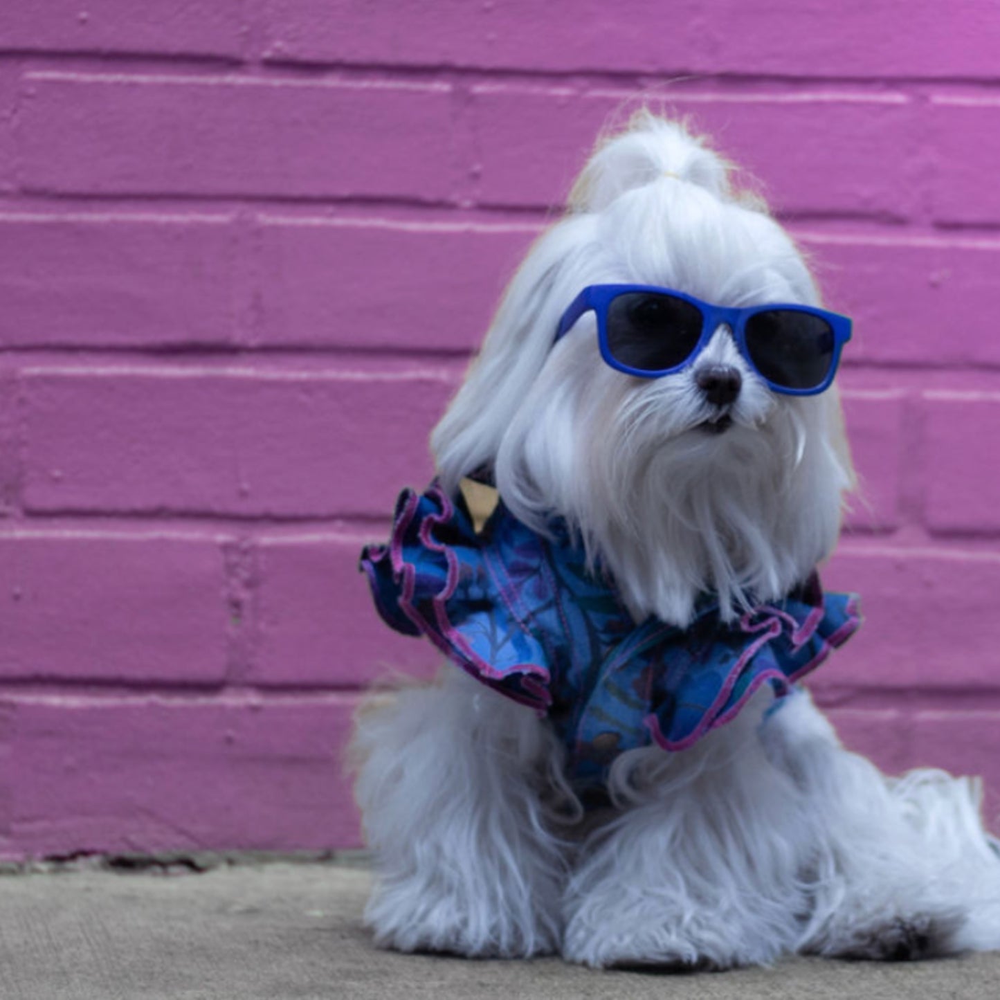 Pink and Blue Dress Shirt