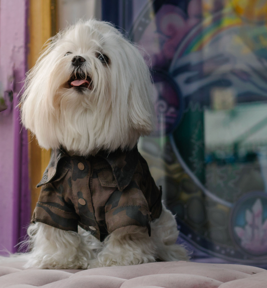 ReBlue Dog Military Jacket